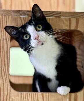 Domestic Short Hair Cats Available for Adoption in Pawleys Island, South Carolina - Clyde | PetCurious