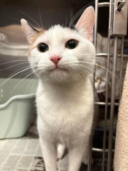 Domestic Short Hair Cats Available for Adoption - Caliope | PetCurious