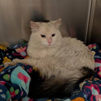 Domestic Medium Hair Cats Available for Adoption in Greenville, Pennsylvania - Nimbus | PetCurious