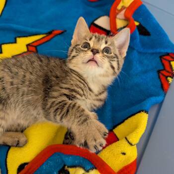 Rescue Tabby Cats for Adoption in Wyandotte, Michigan - Lady Jessica | PetCurious