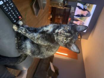 Mistletoe Quattro -  Domestic Short Hair Cat for Adoption in Franklin, Ohio - Mistletoe Quattro | PetCurious