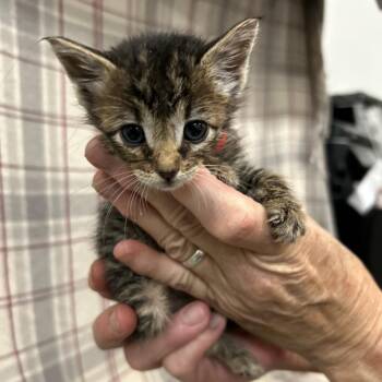 Raspberry (red collar) -  Domestic Short Hair Cat for Adoption in Coos Bay, Oregon - Raspberry (red Collar) | PetCurious