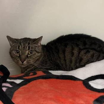 Domestic Short Hair Cats Available for Adoption in Jacksboro, Tennessee - Tigger | PetCurious