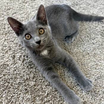 Maddie -  Domestic Short Hair Cat for Adoption in Peachtree City, Georgia - Maddie | PetCurious