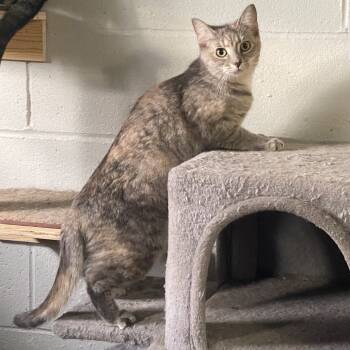 Rescue Domestic Short Hair Cats for Adoption in Gibsonia, Pennsylvania - Morgan | PetCurious
