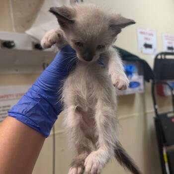 Rhaenys -  Domestic Short Hair Cat for Adoption in Philadelphia, Pennsylvania - Rhaenys | PetCurious