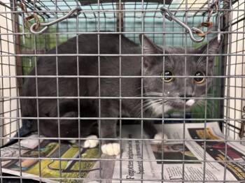 ARMY -  Domestic Short Hair Cat for Adoption in Houston, Texas - ARMY | PetCurious