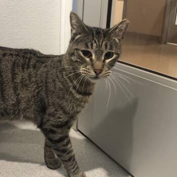 Domestic Short Hair Cats Available for Adoption in Murray, Utah - Cola | PetCurious