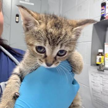 Butter -  Domestic Short Hair Cat for Adoption in Summerville, South Carolina - Butter | PetCurious