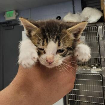 Domestic Short Hair Cats Available for Adoption in Martinsville, Virginia - Abbot | PetCurious