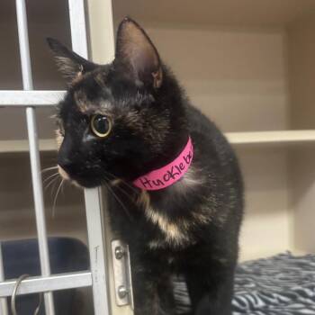 Domestic Short Hair Cats Available for Adoption in Lakeland, Florida - Huckleberry | PetCurious