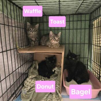 Blueberry Waffle -  Domestic Short Hair Cat for Adoption in Dallas, Texas - Blueberry Waffle | PetCurious