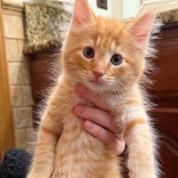 Cheddar -  Domestic Medium Hair Cat for Adoption in Biltmore Forest, North Carolina - Cheddar | PetCurious