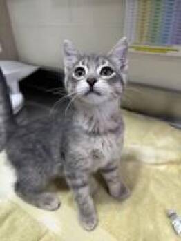 Damien -  Domestic Short Hair Cat for Adoption in Manitowoc, Wisconsin - Damien | PetCurious