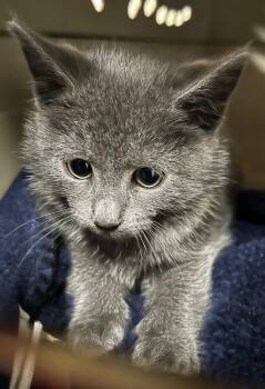 Domestic Short Hair Cats Available for Adoption in Cumming, Georgia - Lillian | PetCurious