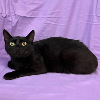 Raven -  Domestic Short Hair Cat for Adoption in Coos Bay, Oregon - Raven | PetCurious