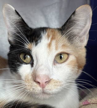 Rescue Domestic Short Hair and Calico Cats for Adoption in Burlingame, California - Faye | PetCurious