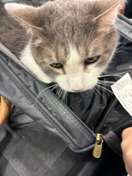 BILLIE -  Domestic Medium Hair Cat for Adoption in Palmetto, Florida - BILLIE | PetCurious