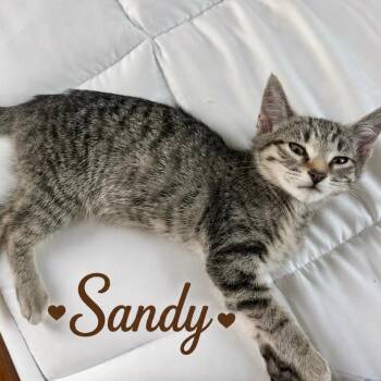 Sandy -  Domestic Short Hair Cat for Adoption in Los Angeles, California - Sandy | PetCurious