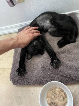 Valerie -  Domestic Short Hair Cat for Adoption in Lakewood, California - Valerie | PetCurious