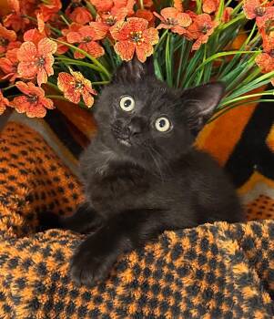 3/28/26 Wendy -  Domestic Short Hair Cat for Adoption in Stillwater, Oklahoma - 3/28/26 Wendy | PetCurious