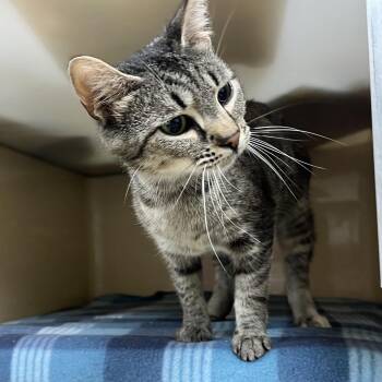 Sophia -  Tabby Cat for Adoption in Clarksville, Virginia - Sophia | PetCurious