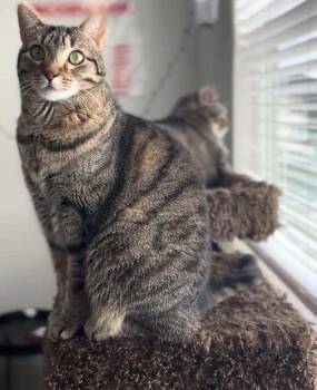 Rescue Domestic Short Hair and Tabby Cats for Adoption in Houston, Texas - Sophia | PetCurious