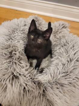 Wizard -  Domestic Short Hair Cat for Adoption in Hoffman Estates, Illinois - Wizard | PetCurious