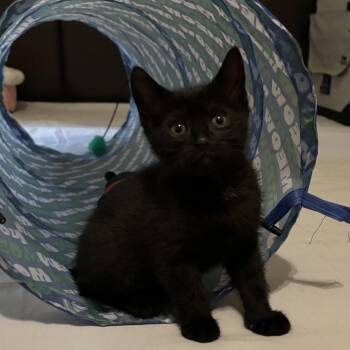 Domestic Short Hair Cats Available for Adoption in Bradenton, Florida - Rev | PetCurious