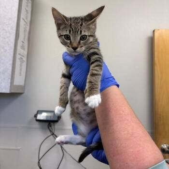 Domestic Short Hair Cats Available for Adoption in Columbiana, Alabama - Caterpillar | PetCurious