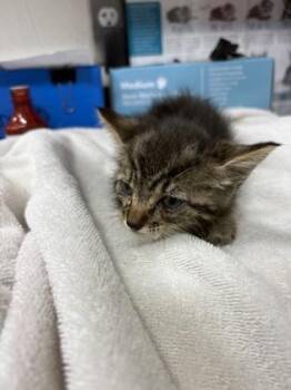 Waffles -  Domestic Short Hair Cat for Adoption in Gainesville, Florida - Waffles | PetCurious