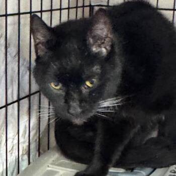 Domestic Short Hair Cats Available for Adoption - SAF Midnight | PetCurious