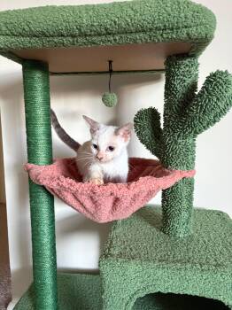 Siamese -  Siamese Cat for Adoption in Gainesville, Virginia - Siamese | PetCurious