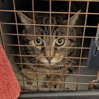 Linus -  Domestic Short Hair Cat Available for Adoption in Fairport, New York - Linus | PetCurious