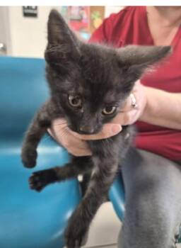 Seaweed -  Domestic Short Hair Cat for Adoption in New Braunfels, Texas - Seaweed | PetCurious
