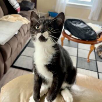 Penelope (Penny) -  Domestic Short Hair Cat for Adoption in Shakespeare, Ontario - Penelope (Penny) | PetCurious