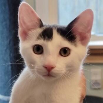 Rescue Domestic Short Hair Cats for Adoption in Mount Laurel Township, New Jersey - Porcelain (and Powder Sugar) | PetCurious