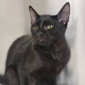 Sergio -  Domestic Short Hair Cat for Adoption in Sarasota, Florida - Sergio | PetCurious