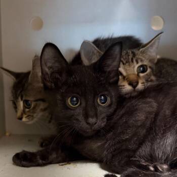 TNR Strange kitten 2 -  Domestic Short Hair Cat for Adoption in Sand Springs, Oklahoma - TNR Strange Kitten 2 | PetCurious