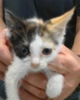 A475840 -  Domestic Short Hair Cat for Adoption in Oklahoma City, Oklahoma - A475840 | PetCurious