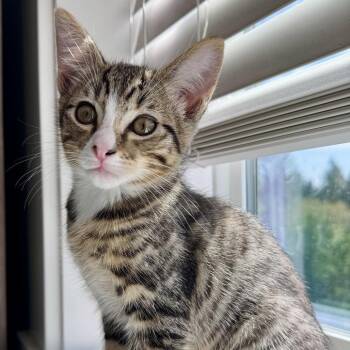 Maui -  Domestic Medium Hair Cat for Adoption in Woodinville, Washington - Maui | PetCurious
