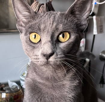 Rescue Domestic Short Hair Cats for Adoption in Ventura, California - Luna | PetCurious