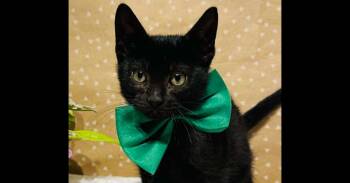 Domestic Short Hair Cats Available for Adoption in Groveland, Massachusetts - Binx | PetCurious