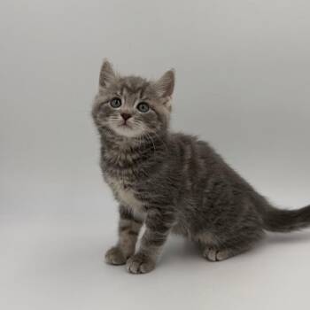Stone -  Domestic Short Hair Cat for Adoption in State College, Pennsylvania - Stone | PetCurious