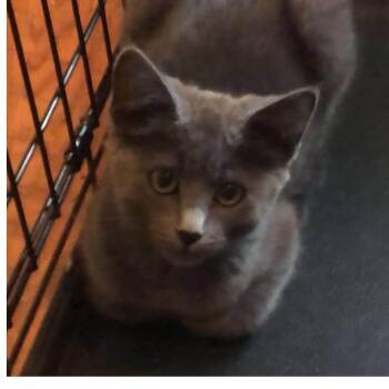 Smokey -  Domestic Short Hair Cat for Adoption in Buffalo, Minnesota - Smokey | PetCurious