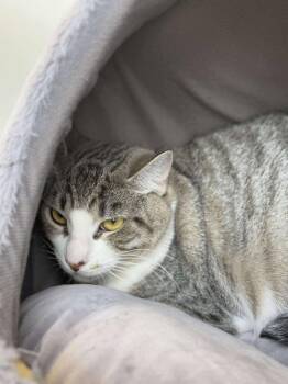 Rescue Domestic Short Hair and Tabby Cats for Adoption in Raleigh, North Carolina - Mello Yello | PetCurious