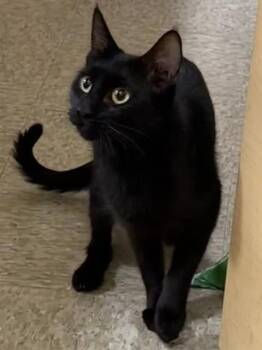 CANDY -  Domestic Short Hair Cat for Adoption in Camarillo, California - CANDY | PetCurious