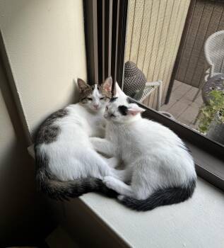 Rescue Domestic Short Hair and Tabby Cats for Adoption in Tuscaloosa, Alabama - Dean - In The New England Area With Brother Dexter | PetCurious