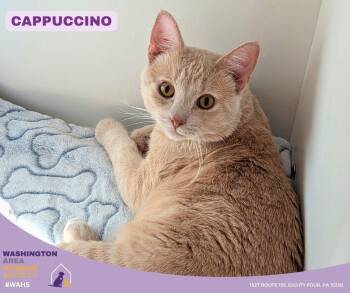 Domestic Short Hair Cats Available for Adoption in Eighty Four, Pennsylvania - Cappuccino | PetCurious