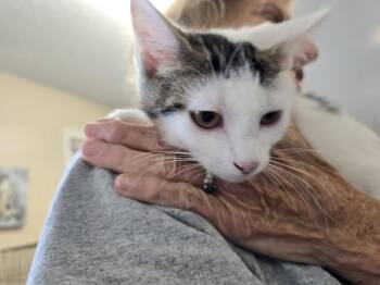 Caitlin -  Domestic Short Hair Cat for Adoption in Southbury, Connecticut - Caitlin | PetCurious